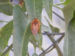 Ptiloglossa