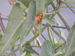 Ptiloglossa