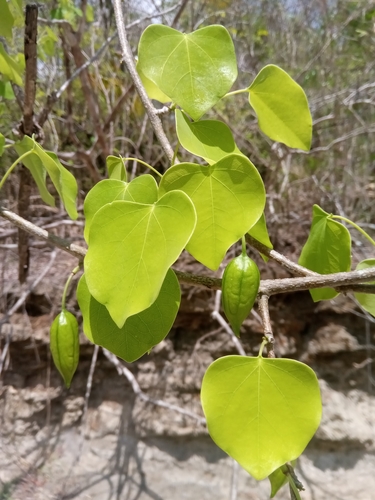 Adenia olaboensis