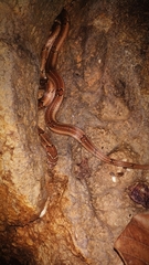 Oligodon taeniolatus