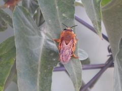 Ptiloglossa