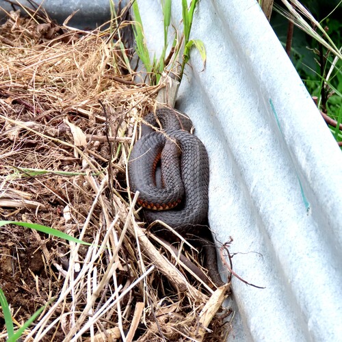 Lowlands Copperhead sighting