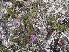 Oxytropis revoluta