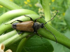 Trigonarthris