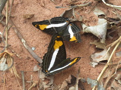 Adelpha malea