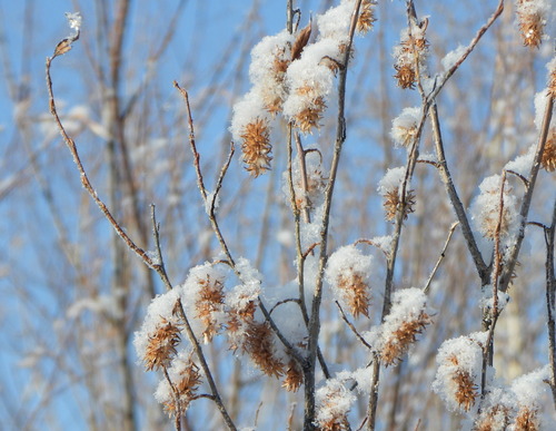Pseudo-Laurel willow (Salix pseudopentandra)