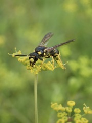 Symmorphus crassicornis