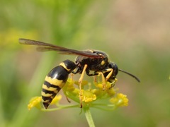 Symmorphus crassicornis