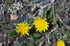 Taraxacum sibiricum