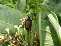 Trigonarthris