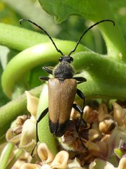 Trigonarthris
