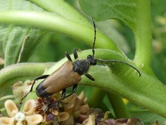 Trigonarthris