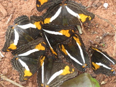 Adelpha malea