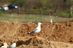Larus argentatus