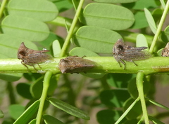Oxyrhachis