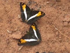 Adelpha malea