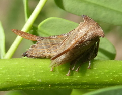 Oxyrhachis
