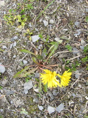 Taraxacum sibiricum