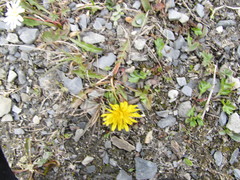 Taraxacum sibiricum