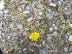 Taraxacum sibiricum