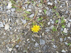 Taraxacum sibiricum