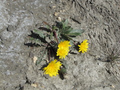Taraxacum sibiricum