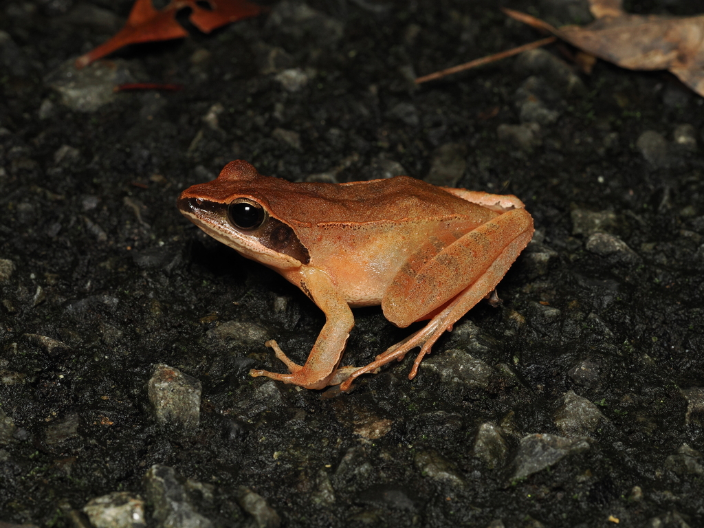 Amami Brown Frog
