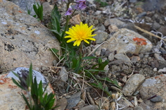 Taraxacum tamarae