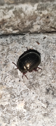 Bronze Beetle, Virgen del Mar, 14010 Córdoba, España, photo 7 of 10