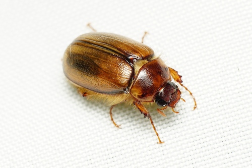 Costelytra