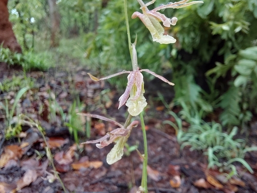 Eulophia venulosa
