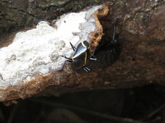 Erotylus tectiformis