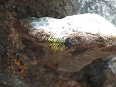 Aegithus burmeisteri