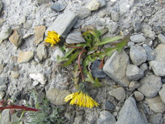 Taraxacum tamarae