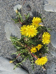 Taraxacum tamarae