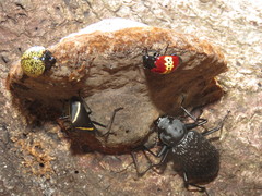 Erotylus tectiformis