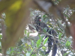 Chiropotes albinasus