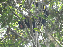 Chiropotes albinasus