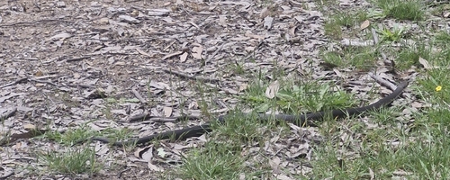 Highlands Copperhead sighting
