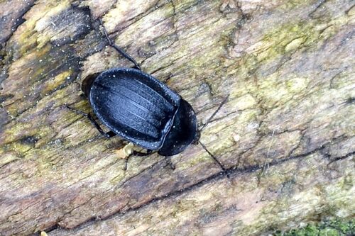 Schwarzer Schneckenjäger