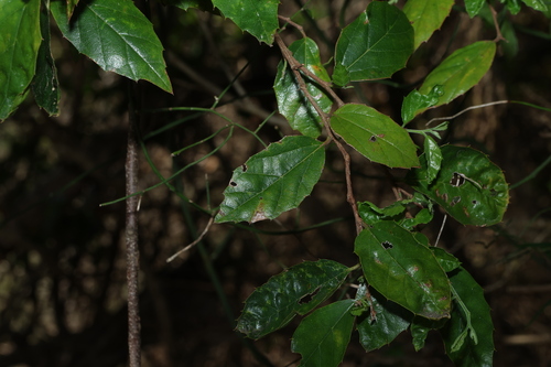 Asbestos tree (Aphananthe philippinensis)