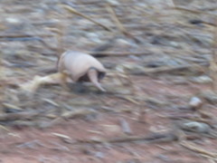 Euphractus sexcinctus