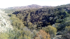 Cupressus forbesii