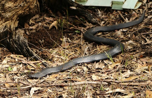 Red-bellied Black Snake sighting