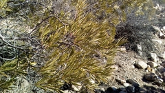 Ornithostaphylos oppositifolia