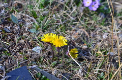 Tephroseris integrifolia atropurpurea