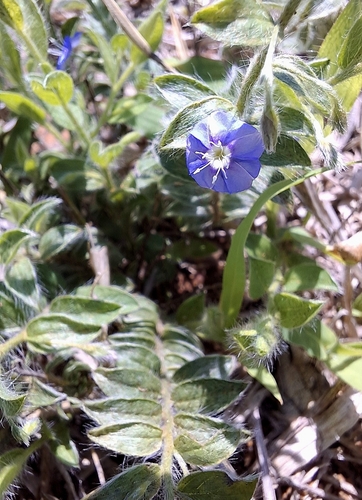 tropical speedwell
