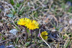 Tephroseris integrifolia atropurpurea