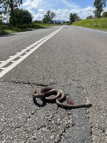 Eastern Brown Snake sighting