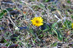 Tephroseris integrifolia atropurpurea